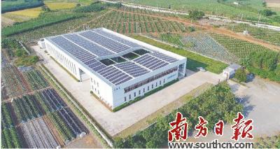 全产业链加持 火龙果变身 致富果
