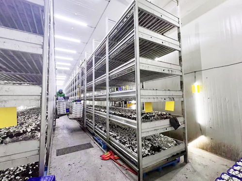 产值超亿元 科技蘑菇 走上海外餐桌 智能种植日产16吨